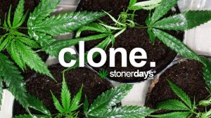 Stoner Dictionary - Dime Bag - Marijuana Dictionary