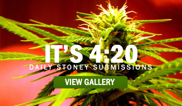 MARIJUANA-WEED-PICTURES