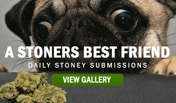 Stoners Best Friend - Stoners Pictures - Pics Of Pot - Marijuana Pics