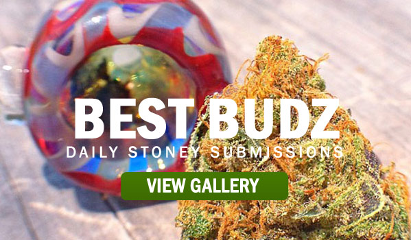 BEST-BUDZ-STONER