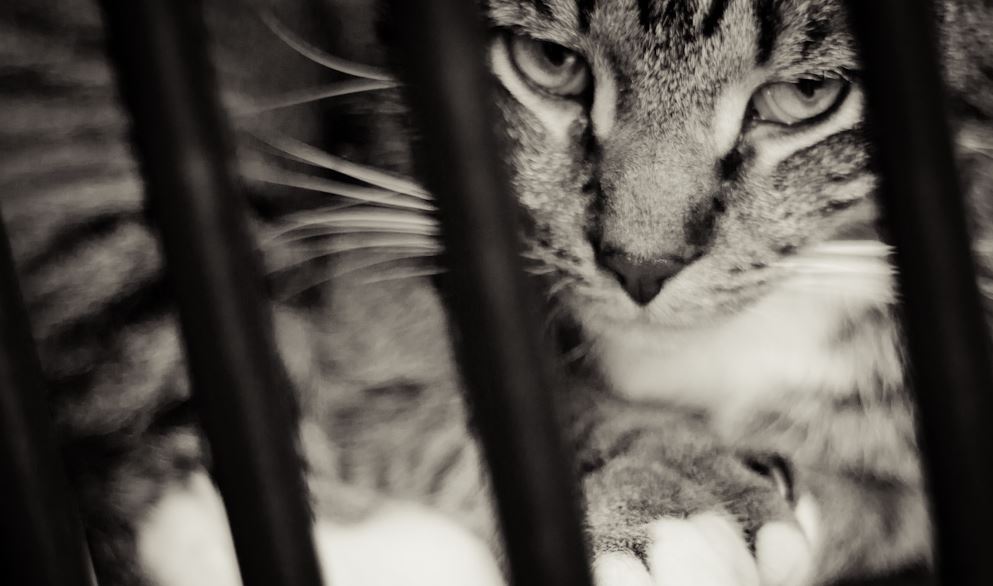 criminal-cat-stonerdays