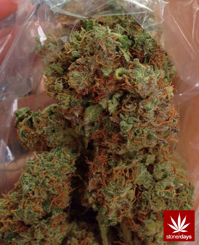 Marijuana-sexy-stoner-stonerdays-DiscGolf_420-(8)