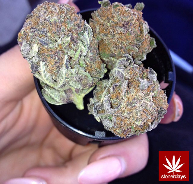 Marijuana-sexy-stoner-x3kirsten-(5)