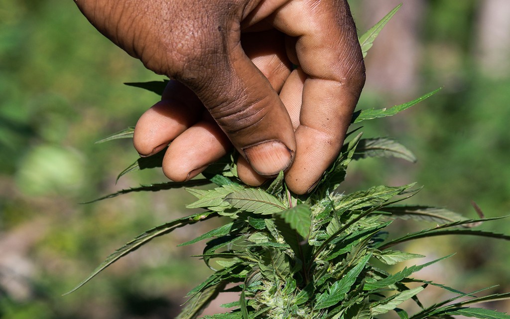 Jamaica To Decriminalize Weed Stoner News   Jamaica Marijuana 061214 1024x640 