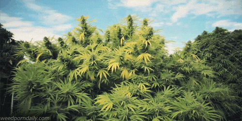 marijuana or hemp?