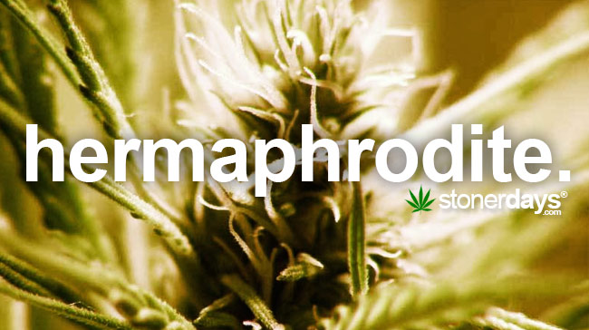 hermaphrodite-marijuana-plant
