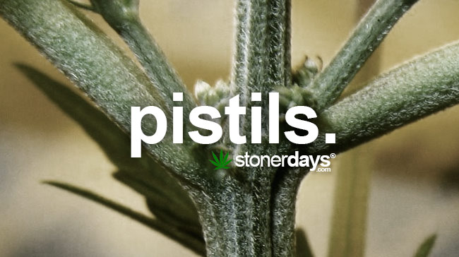 Pistils Marijuana Dictionary