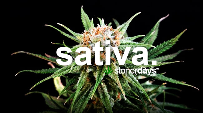sativa-marijuana-strain