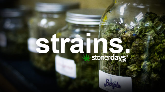 strains-marijuana-term