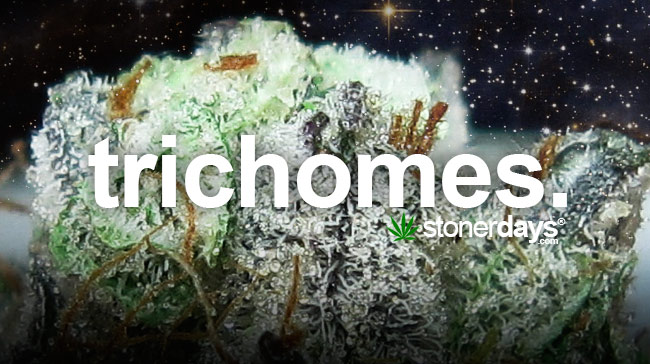 trichomes-marijuana
