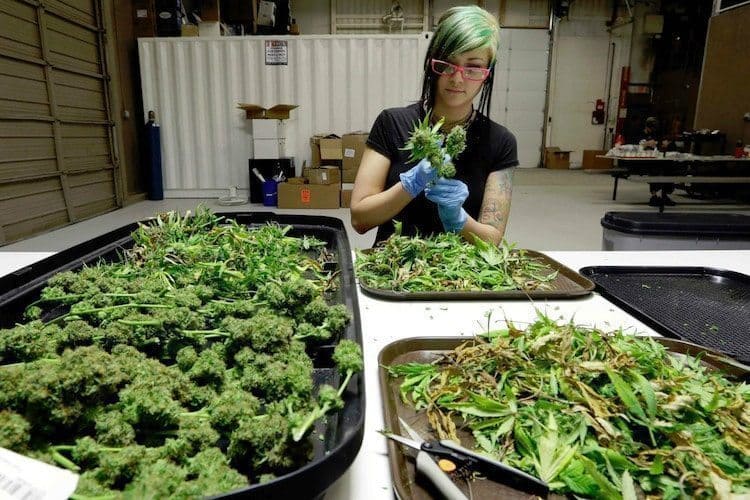 Cannabis Jobs Are The New Dream Job! • Featured, Stoner Blog, Uncategorized