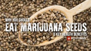 Why You Should Eat Marijuana Seeds: 5 Key Health Benefits