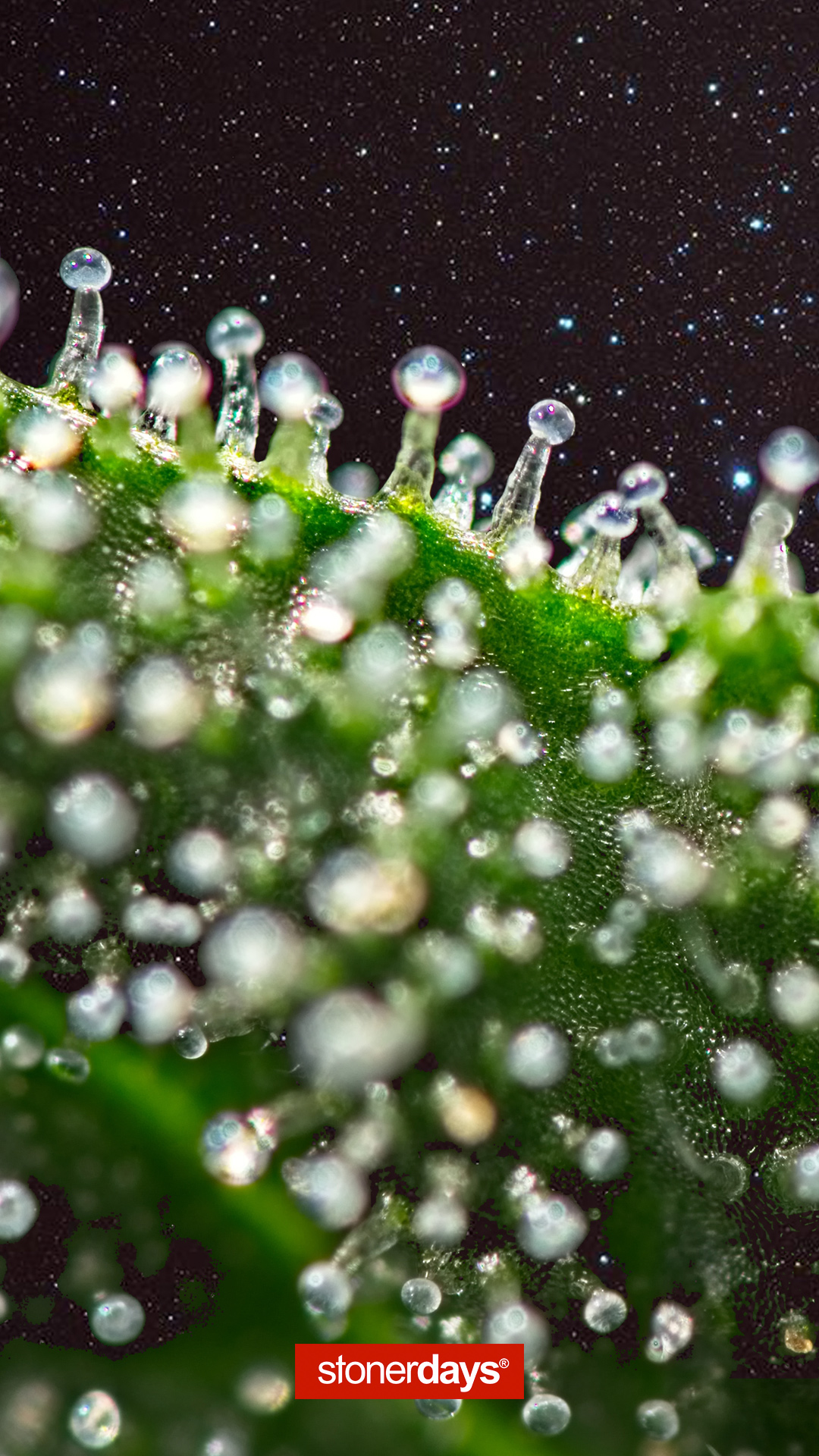 Trichomes in Space Mobile Wallpaper