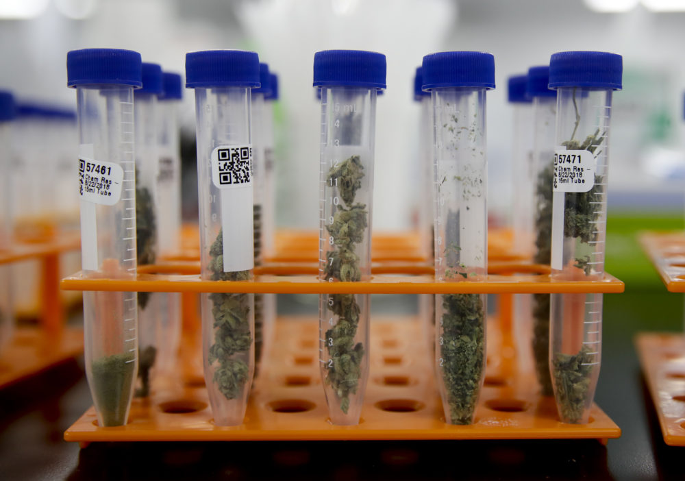 Cannabis Lab Test Reports How to Interpret them • Stoner Guide