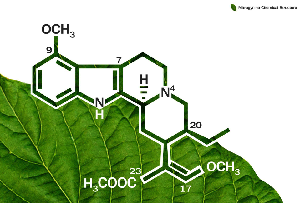 An In-Depth Look At 7-Hydroxymitragynine: What Is It?