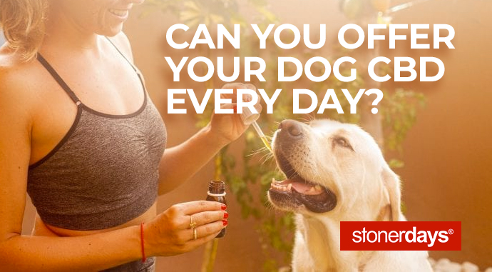 Can You Offer Your Dog CBD Every Day?
