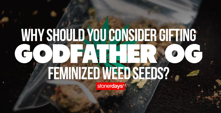 Why Should You Consider Gifting Godfather OG Feminized Weed Seeds ...