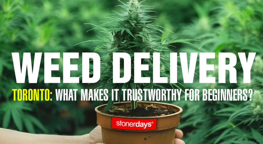 Toronto: What Makes It Trustworthy For Beginners?