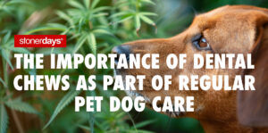 The Importance of Dental Chews as Part of Regular Pet Dog Care